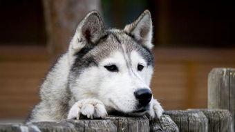 娱乐吃瓜酱哈士奇